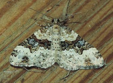 Réf. 265 229 : Epirrhoe galiata